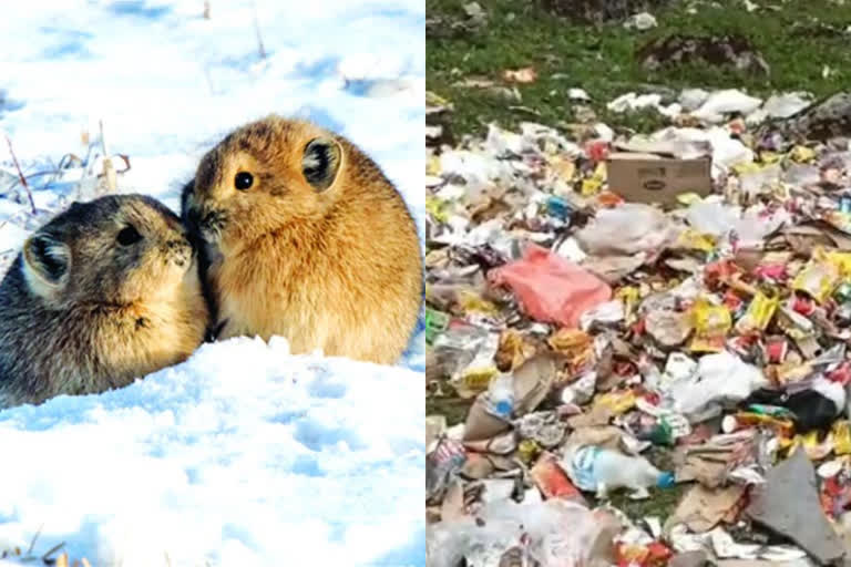 Modern tourism threat to Himalayan pika  himalaya tourism  himalayan pika tailless rat  religious tourism kedarnath dham  plastic waste in himalaya  Bugyals Himalayan Alpine Meadow  ഹിമാലയം വിനോദസഞ്ചാരം  കേദർനാഥ് തീർഥാടനം പ്ലാസ്റ്റിക് മാലിന്യം  ഹിമാലയൻ പിക വാലില്ലാത്ത എലി