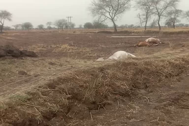 Cattle died in Palpar village due to current