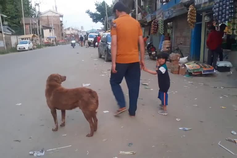 Dogs on Prowl in Handwara: ہندوارہ میں کتوں کی ہڑبونگ، عوام میں تشویش