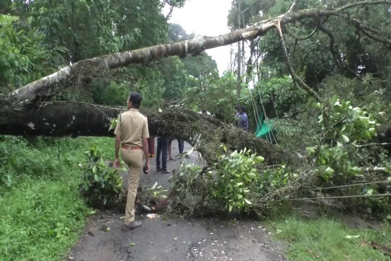 heavy rain in idukki  idukki landslide alert  idukki mudslide  ഇടുക്കിയിൽ കനത്ത മഴ  ഇടുക്കി മഴ  ഇടുക്കി ഉരുൾപൊട്ടൽ  മരം വീണ് ഗതാഗത തടസം