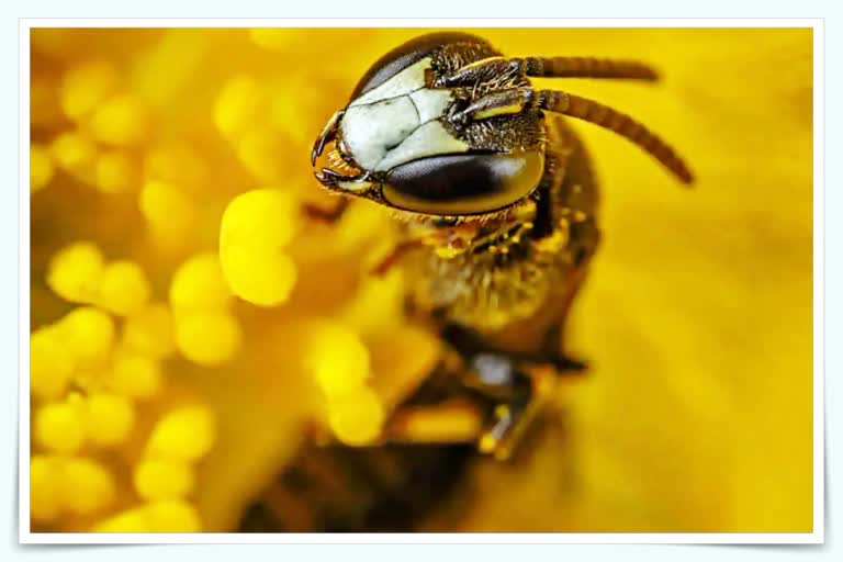 World Bee Day 2022: કેન્દ્રીય કૃષિપ્રધાન 5 રાજ્યોમાં 7 જગ્યાએ મધ ટેસ્ટિંગ લેબ અને પ્રોસેસિંગ યુનિટનું ઉદ્દ્ઘાટન કરશે