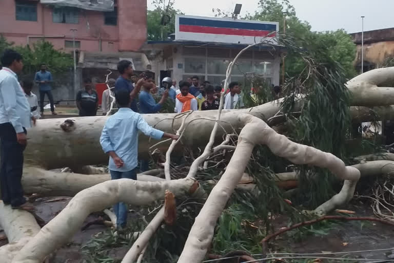 Four people have died after falling trees