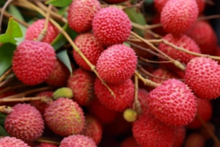 The Royal litchi