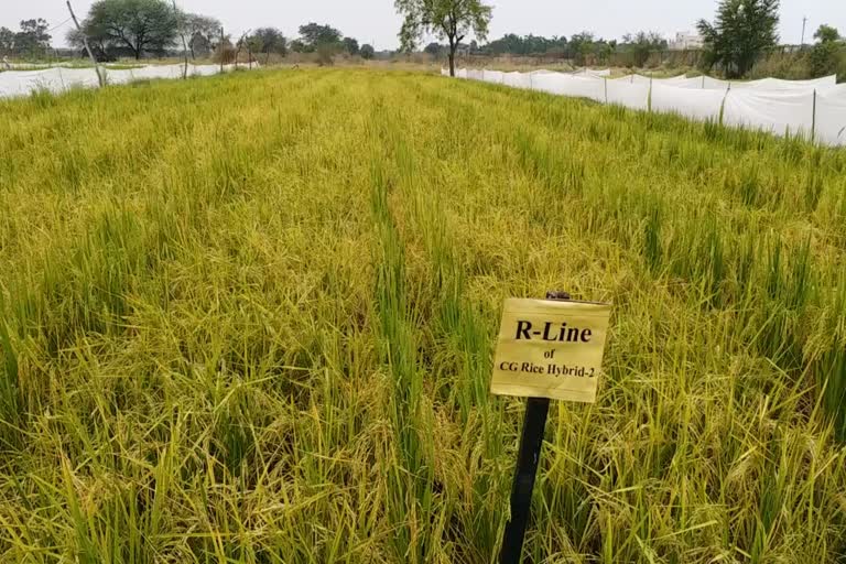 Male female paddy species in Chhattisgarh