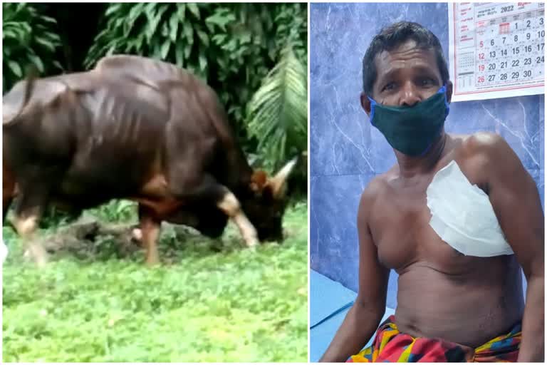 wild buffalo attack Vithura  കാട്ടുപോത്തിന്‍റെ ആക്രമണത്തിൽ ഒരാൾക്ക് പരിക്ക്  വിതുരയിൽ കാട്ടുപോത്തിന്‍റെ ആക്രമണമണം