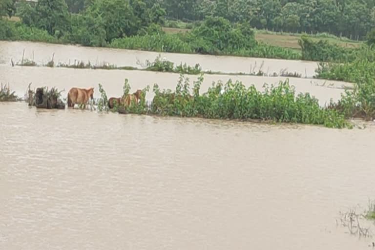 Protection of horses in the Shimoga