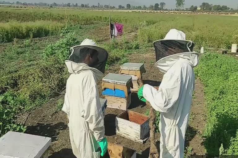 Honey Bee Farming : ખેતીના પાકની સાથે વધુ વળતર આપતી આ પ્રગતિશીલ ખેતી કરશો? જૂનાગઢના ખેડૂતને મળે છે લાભ