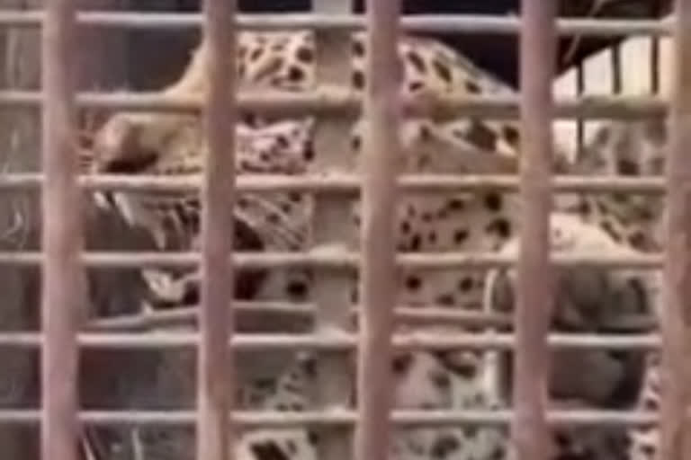 Haridwar Forest Department trapped Guldar in a cage