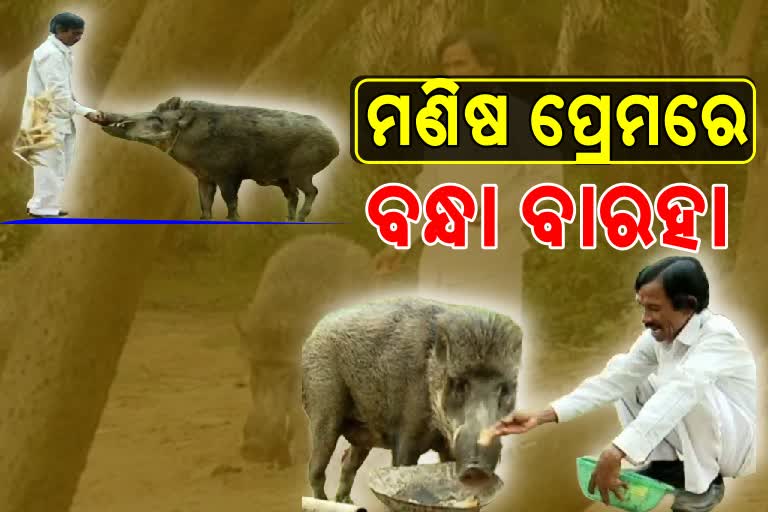 ମଣିଷ ପ୍ରେମରେ ଜଙ୍ଗଲୀ ବାରହା, ୨୫ ବର୍ଷ ହେଲା ପୋଷା ମାନିଛି