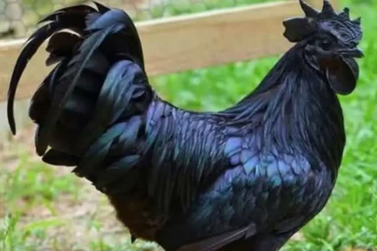 mp police case registered against rooster