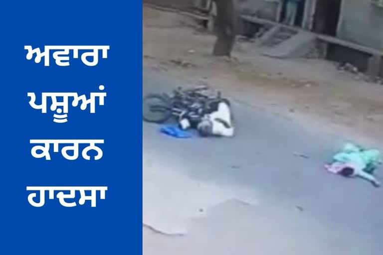 road accident in faridkot due to Stray animal collides with motorcycle woman died husband seriously injured