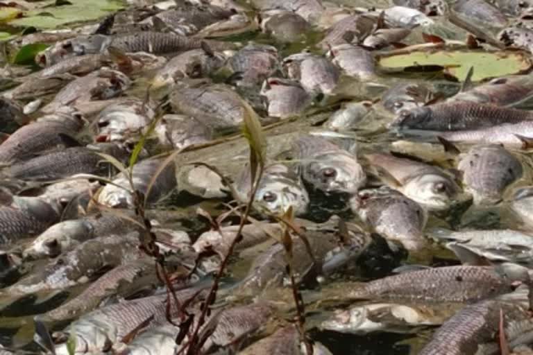 Dead fish in Wadala Lake