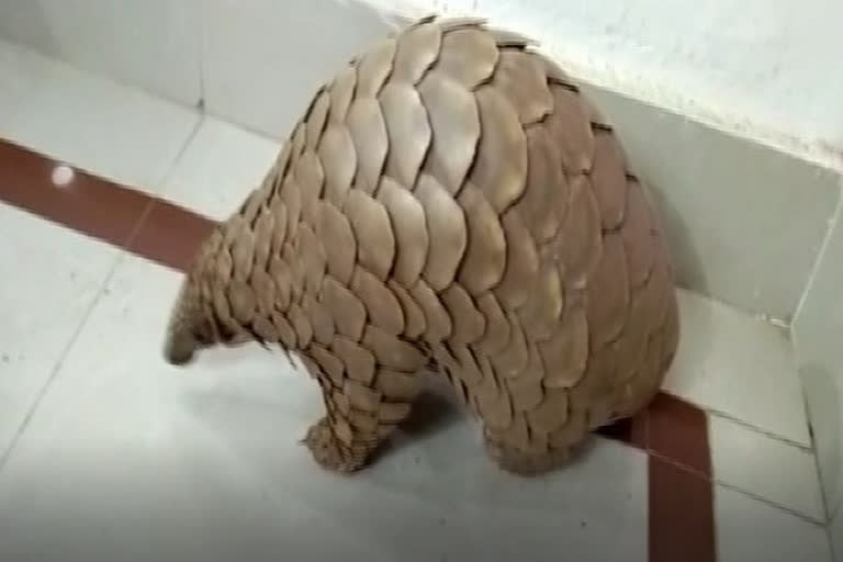 Pangolin