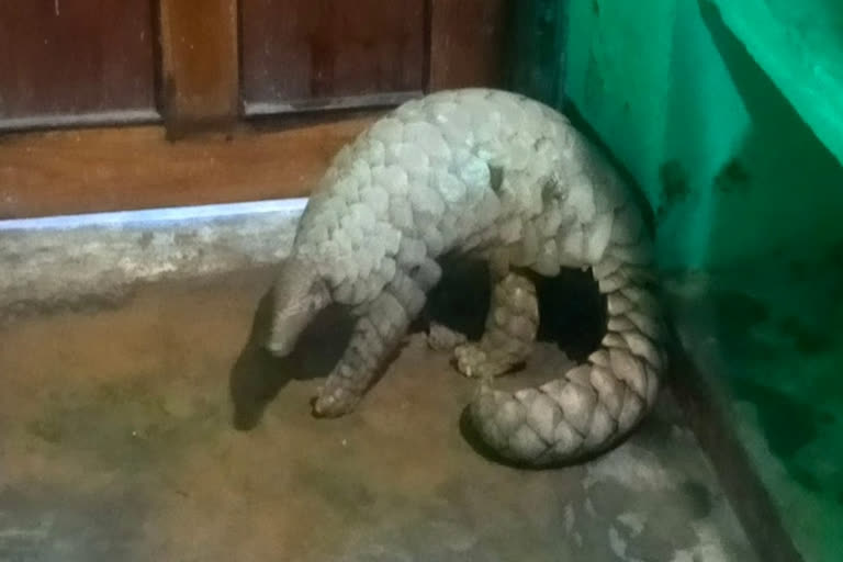 Live pangolin rescued by STF in Kalahandi  one arrested  ഒഡീഷയില്‍ ഈനാംപേച്ചിയെ കൈവശം വച്ചയാളെ പിടികൂടി  കര്‍ണി ഖുന്തി  എം രാംപൂർ ഫോറസ്റ്റ് ഓഫീസ്