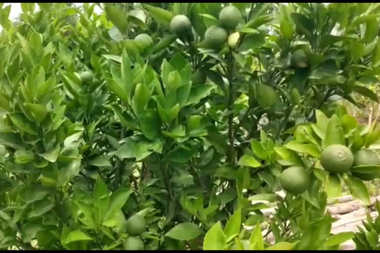 New Fruit cultivated in Murshidabad