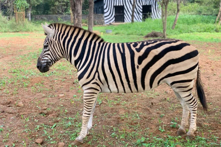 zebra-died-due-to-chronic-illness-in-arignar-anna-zoological-park-in-chennai