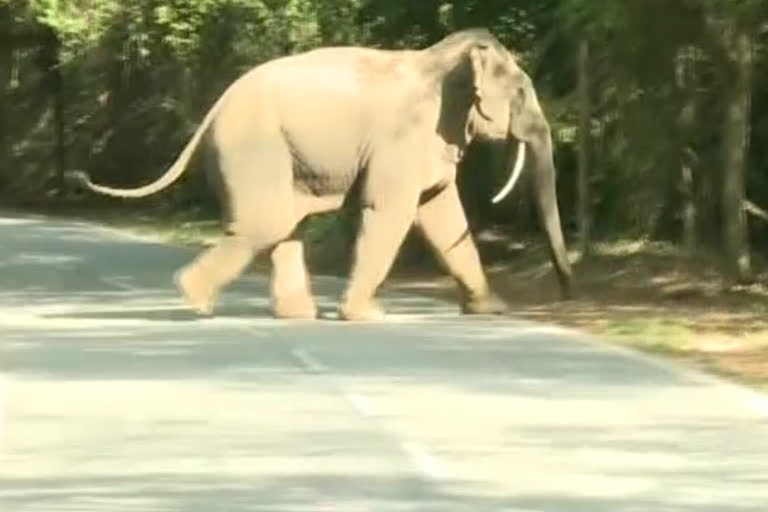Elephants wandering at tirumala parveti mandapam