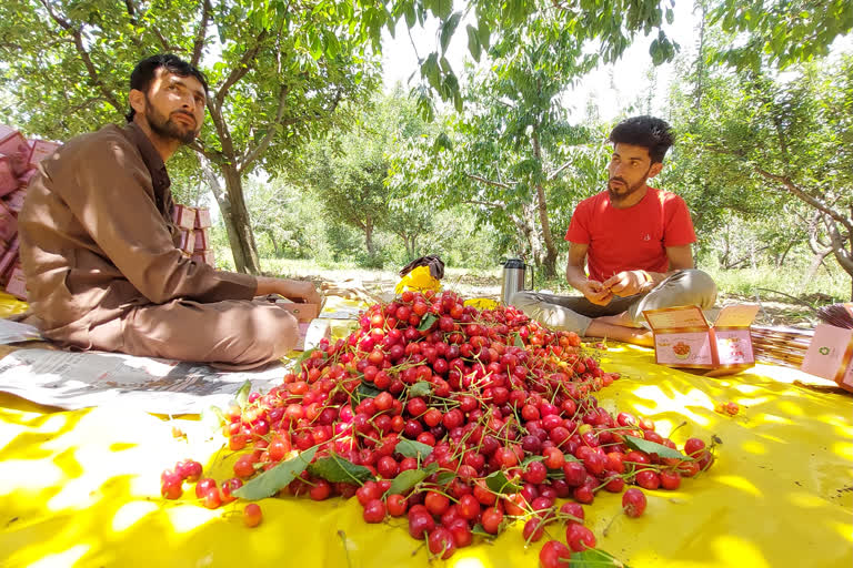 موسم گرما کے ساتھ  ہی وادی  میں چیری اتارنے کا آغاز