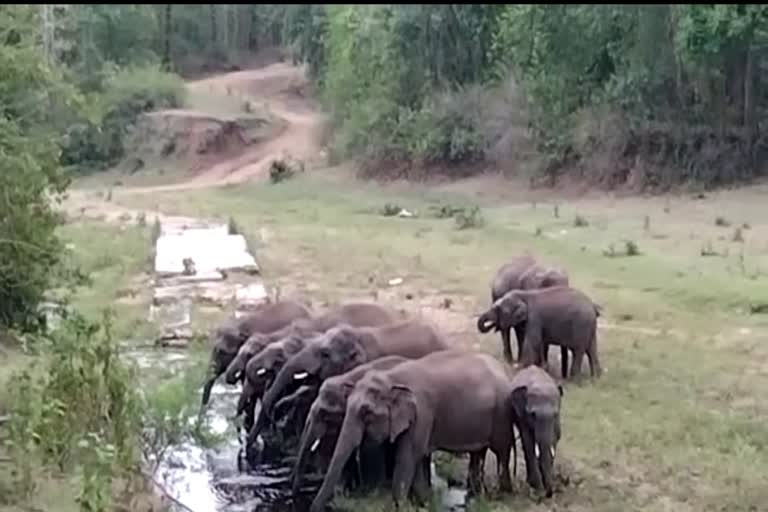 Chanda elephant team returned to Kanker