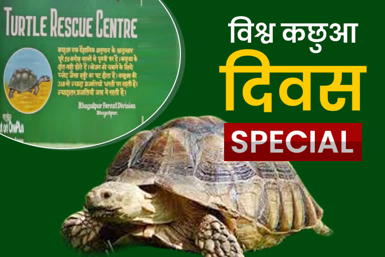Turtle Rehabilitation Center In Bhagalpur