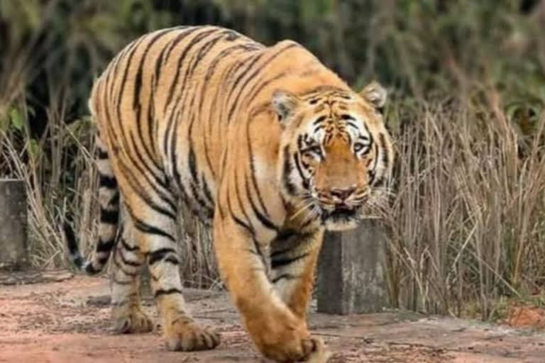 'Wagdoh'  tiger