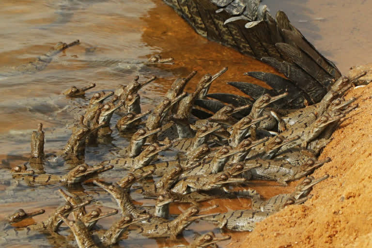 madhya pradesh Son Gharial Sanctuary