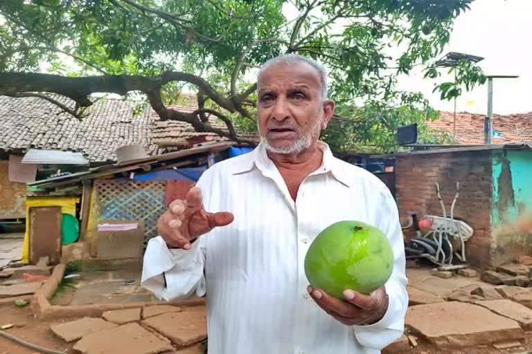 a-special-breed-of-mango-is-in-belgaum