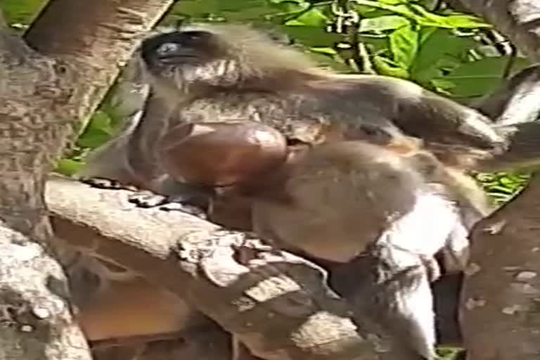 life of a monkey trapped inside a pot in Dhamtari