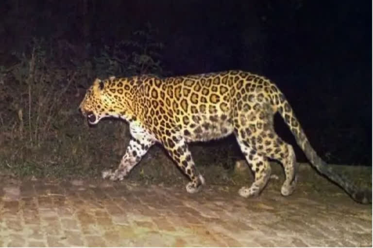 Leopard Body recovered from tea garden