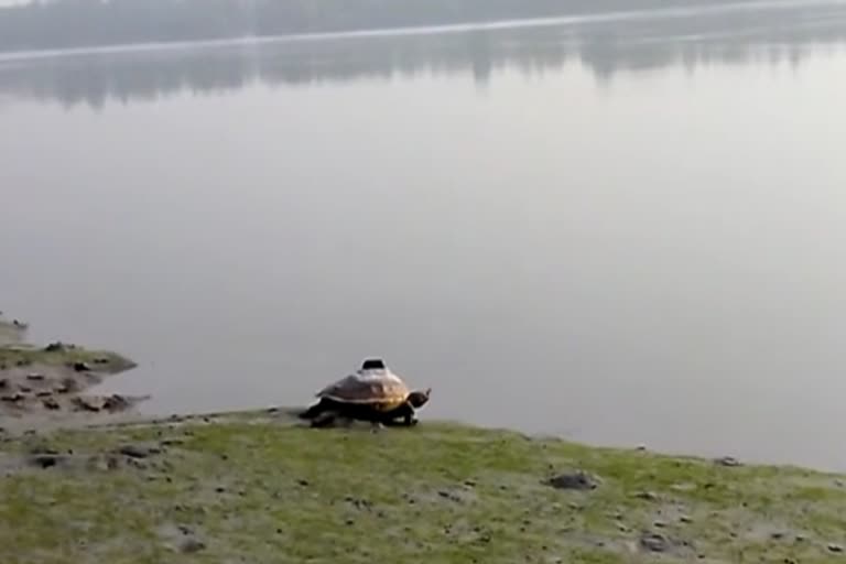 Turtle In Sundarbans