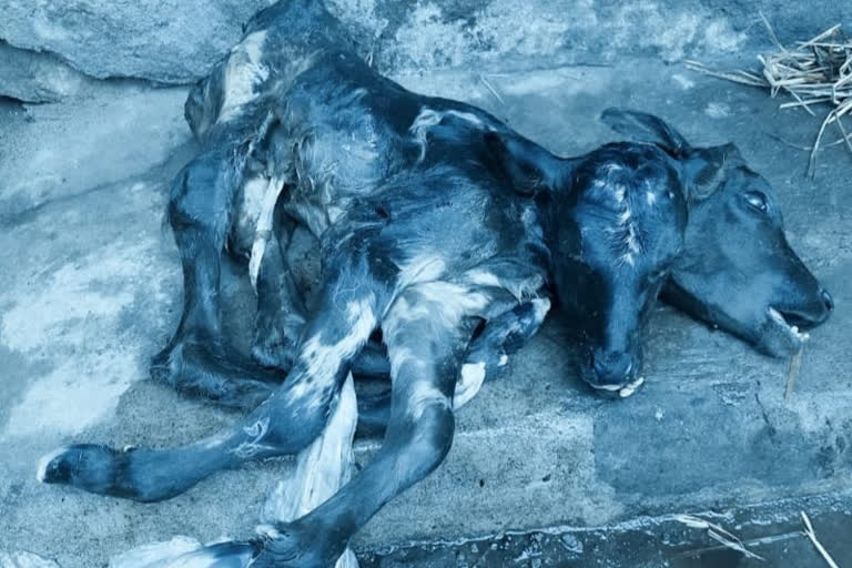 double headed calf was surgically removed  double headed calf Nenmara  ഇരട്ടത്തലയുള്ള പശുക്കുട്ടി  നെന്മാറയില്‍ ഇരട്ടത്തലയുള്ള പശുക്കുട്ടി