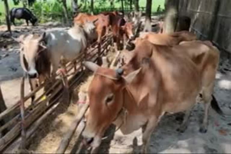 two-cattle-smuggler-detained-in-badarpur