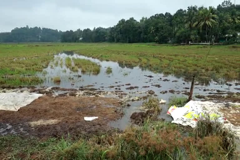 ഇടനിലക്കാരുടെ ചൂഷണത്തിൽ വലഞ്ഞ് നെൽ കർഷകർ  കർഷകരെ മുതലെടുത്ത് നെൽ കർഷകർ  കോട്ടയത്ത് കൃഷി നാശം  കോട്ടയത്തെ നെൽ കർഷകർ ദുരിതത്തിൽ  നെല്ലിന്‍റെ വിലയിടിച്ച് ഇടനിലക്കാർ കർഷകരെ ദുരിതത്തിലാഴ്‌ത്തുന്നു  കടക്കെണിയിലായി കർഷകർ  troubling paddy farmers due to rain  paddy farmers in kottayam  troubling paddy farmers