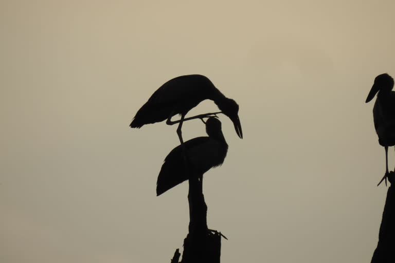 Migratory birds started arriving in Kanki village