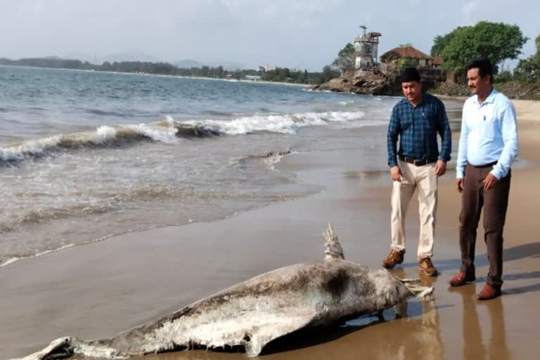 Two dolphin dead bodies found near the coast of Karavara