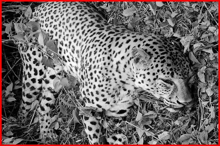 leopard-succumbs-to-injuries-after-it-was-hit-by-vehicle-on-nh-37-near-kaziranga