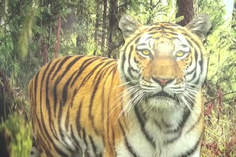 man eating tiger