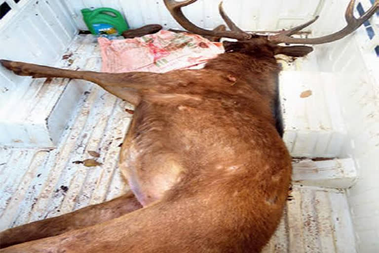 Hunters shot chital in guna