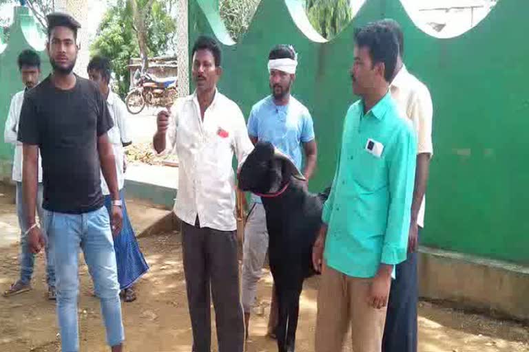 male goat gives half  liter milk per day in haveri