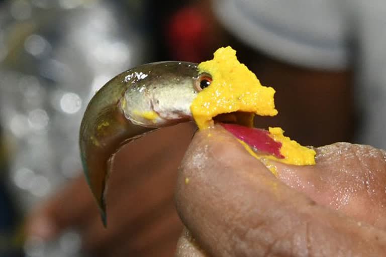 Bathini Fish Prasadam