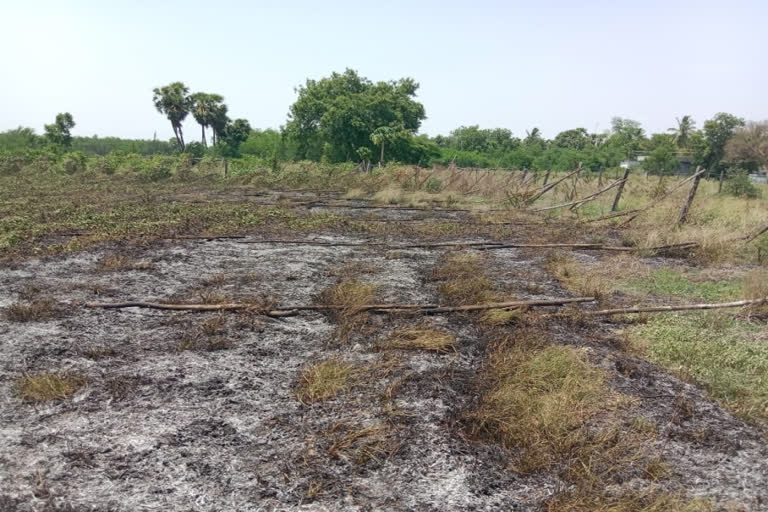 YCP leader sets fire to crop