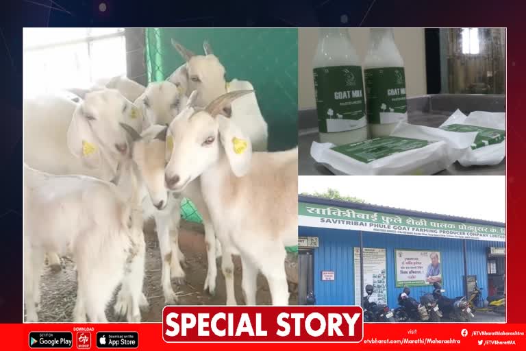 Goat Farming Success Story