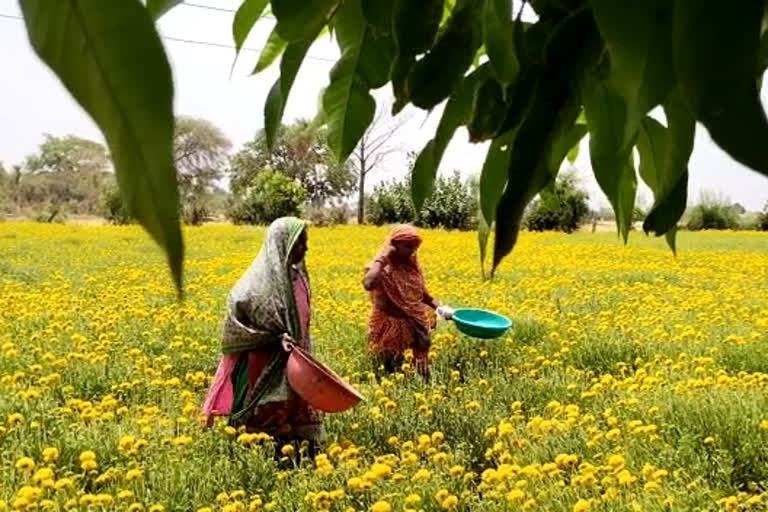 Flower production affected due to heat