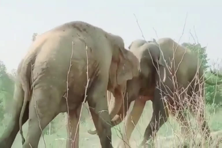 elephants haridwar