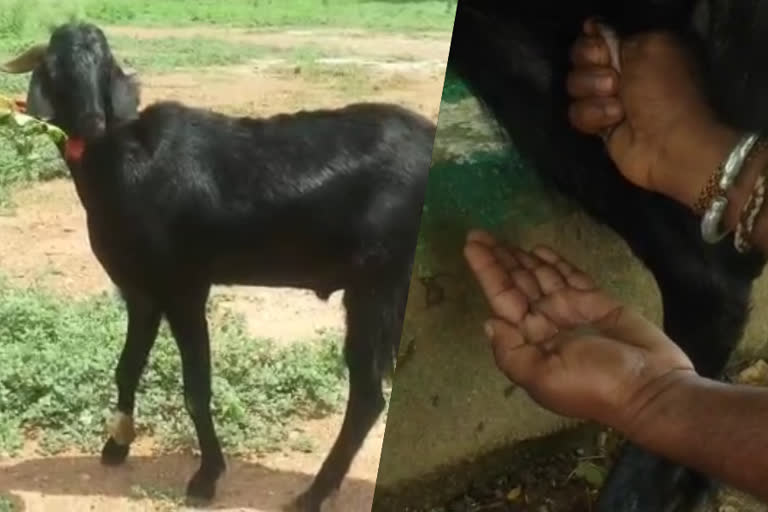 Male goat gives milk everyday in karnataka  Male goat gives milk  goat milk health effects  പാൽ ചുരത്തി ആൺ ആട്  ആൺ ആട് പാൽ നൽകുന്നു