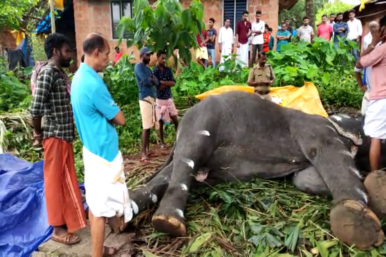 thrikkalayoor elephant kolakkadan mini dies  elephant death kolakkadan mini  elephant attacks child  കൊളക്കാടൻ മിനി ആന ചെരിഞ്ഞു  പിടിയാന ചെരിഞ്ഞു