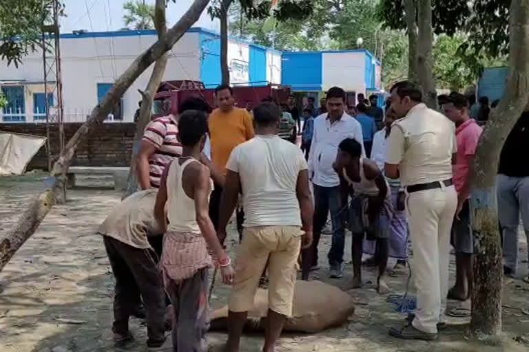 Police Resque a Nilgai