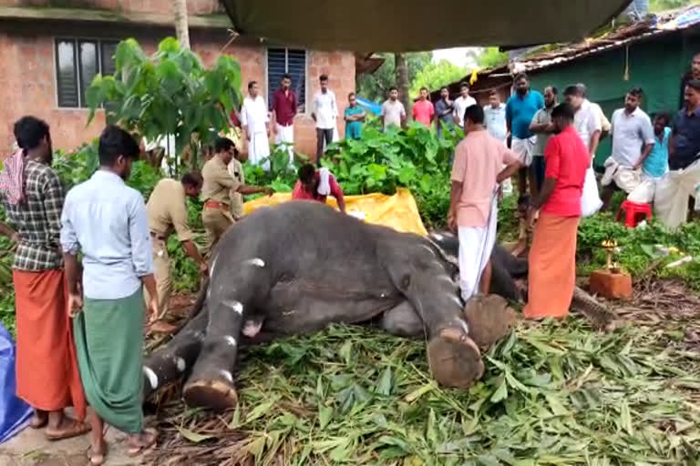 കൊളക്കാടൻ മിനി ചെരിഞ്ഞത് ഇടിമിന്നലേറ്റ്  സോഷ്യൽ മീഡിയയിൽ വൈറലായ കൊളക്കാടൻ മിനി ചെരിഞ്ഞു  THRIKKALAYOOR ELEPHANT KOLAKKADAN MINI DIES  KOLAKKADAN MINI ELEPHANT  Kolakadan Mini was killed by lightning  Kolakadan Mini died due to lightning