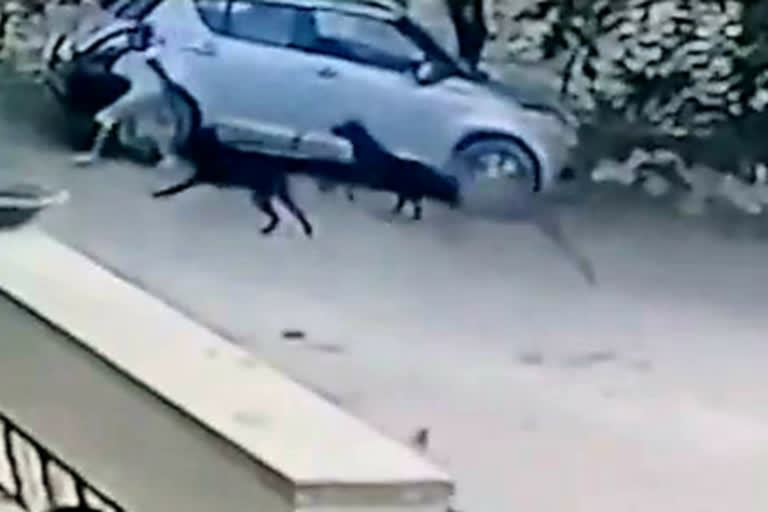 Dogs Bite Boy 40 Times In Jaipur