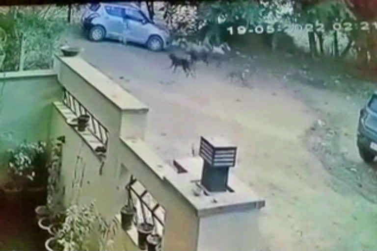 pitbull attack in jaipur